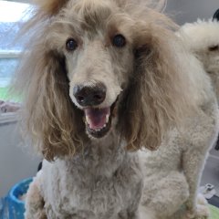 Poodleheaven